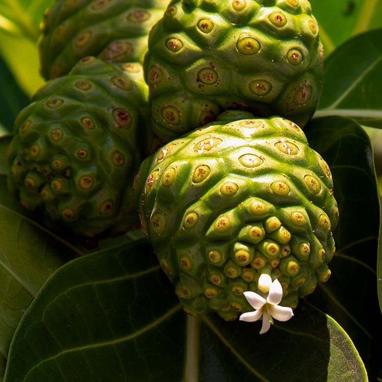 Tahitian Noni French Polynesia