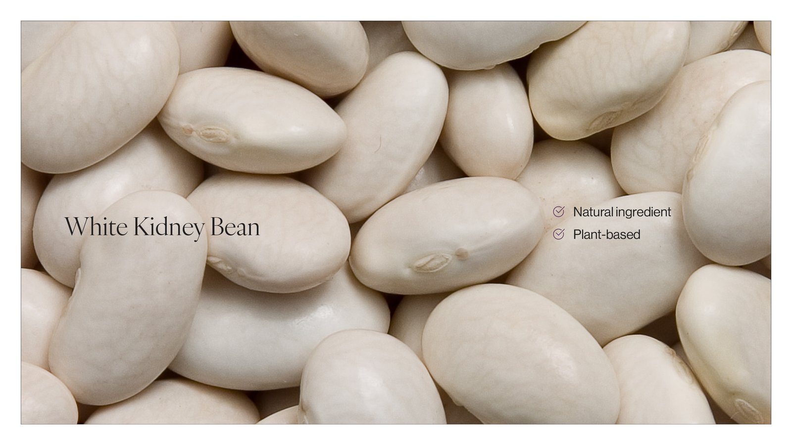 White Kidney Bean Extract